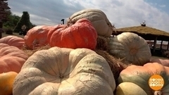 Перец-великан и тыква-тяжеловес. Доброе утро. Фрагмент