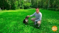 Учим собаку команде «лежать». Доброе утро. Фрагмент