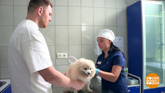 Зачем собаке чип? Доброе утро. Фрагмент