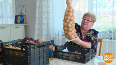 Отправляем лук на хранение. Доброе утро. Фрагмент