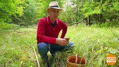 Голова болит? Идите в лес! Доброе утро. Фрагмент