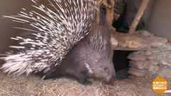 Возвращение дикобразов. Доброе утро. Фрагмент