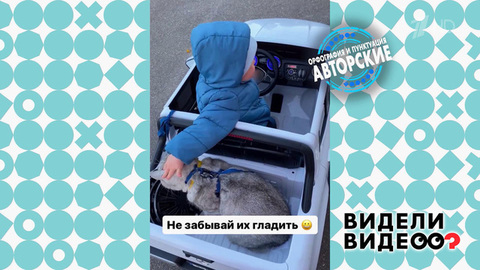 Правила перевозки любимого кота. Видели видео? Фрагмент