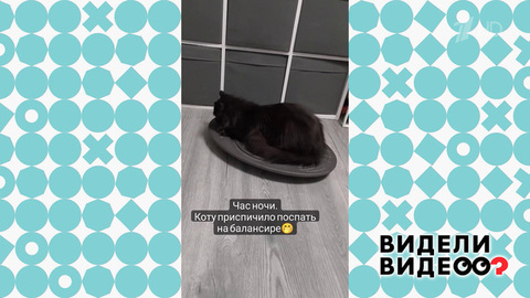 Кот ищет баланс сна. Видели видео? Фрагмент