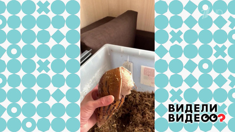 Дом улитки. Видели видео? Фрагмент
