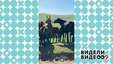 Рэп для лошадей. Видели видео? Фрагмент