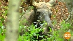 Осторожно — лоси! Доброе утро. Фрагмент