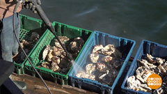 Чем богаты моря России. Доброе утро. Фрагмент