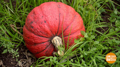 Тыква: чем ярче, тем полезнее. Доброе утро. Фрагмент