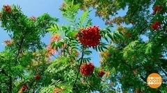 Рябина для красоты лица и тела. Доброе утро. Суббота. Фрагмент