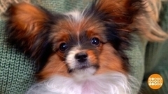 Щенок на первой прогулке. Доброе утро. Фрагмент