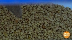 Как собирают кедровые шишки. Доброе утро. Фрагмент