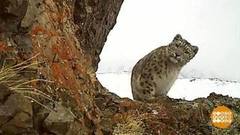 Ирбисы, улыбнитесь, вас снимают! Доброе утро. Фрагмент