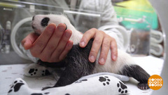 Расти, Дракончик! Доброе утро. Фрагмент