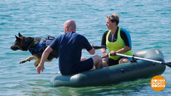 Собаки учатся спасать. Доброе утро. Фрагмент