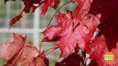 Пошло тепло! Доброе утро. Фрагмент