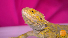 Андрей Вдовитченко и агама по имени Батон. Доброе утро. Суббота. Фрагмент