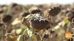 Путь подсолнечного масла. Доброе утро. Фрагмент