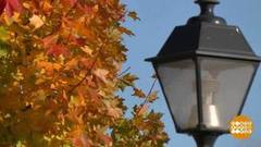 Почему листья желтеют? Доброе утро. Фрагмент