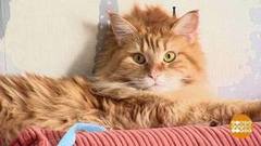 Согреваемся: два одеяла и котики. Доброе утро. Фрагмент