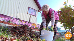 Опавшая листва — ценный ресурс! Доброе утро. Фрагмент