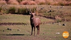 Заповедный Приморский край. Доброе утро. Фрагмент