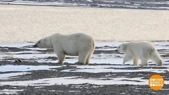 Зверушки, спать пора! Доброе утро. Фрагмент