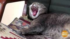 Упадок сил? Не, не знаю... Доброе утро. Фрагмент