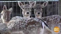 В зоопарках — пополнение! Доброе утро. Фрагмент