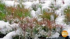 Лес начинается с семечка. Доброе утро. Фрагмент