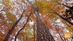 Путешествие в осень. Доброе утро. Фрагмент