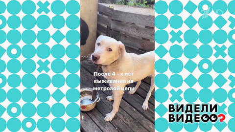 Новая собачья жизнь. Видели видео? Фрагмент