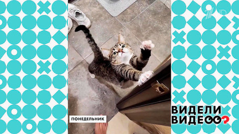 Кот-встречатель. Видели видео? Фрагмент