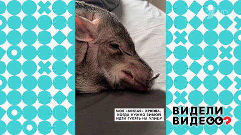 Недовольный минипиг. Видели видео? Фрагмент