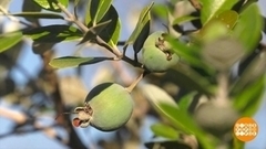 Вкусная ягода фейхоа. Доброе утро. Фрагмент