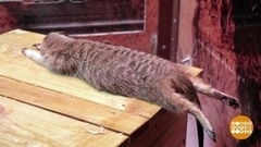 Звери, пора на зимние квартиры! Доброе утро. Фрагмент