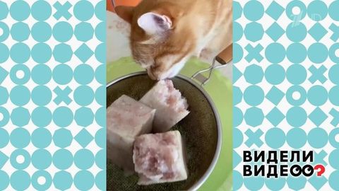 Дерзкий кот. Видели видео? Фрагмент