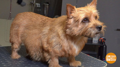 Чтобы челка не лезла собаке в глаза. Доброе утро. Фрагмент