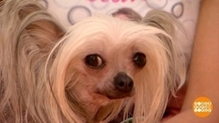 Жить, как кошка с собакой — это значит дружно! Доброе утро. Фрагмент