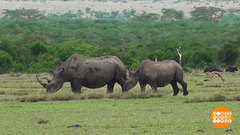 Берегите черных носорогов! Доброе утро. Фрагмент