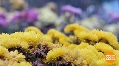 Бал хризантем: кто же стал королевой? Доброе утро. Фрагмент