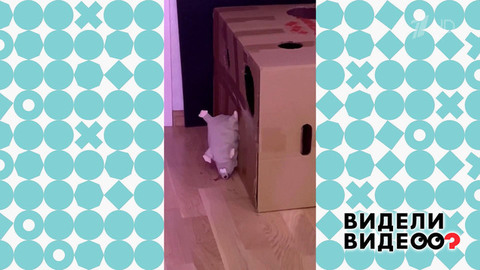 Кот, мышка и дом не по размеру. Видели видео?