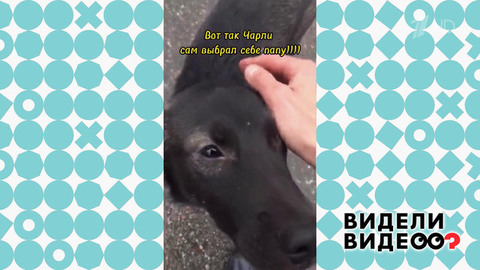 Пес выбрал хозяина. Видели видео? Фрагмент