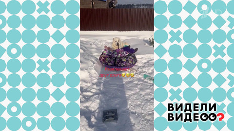 Девочка, алабай и «ватрушка». Видели видео?