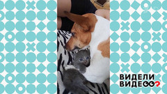 Влюбленный джек-рассел-терьер. Видели видео? Фрагмент