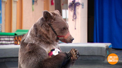 Все мы немножко медведи! Доброе утро. Фрагмент