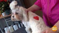 Новогодняя стрижка для собаки. Доброе утро. Фрагмент
