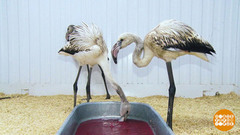 Розовый фламинго, ты откуда? Доброе утро. Фрагмент