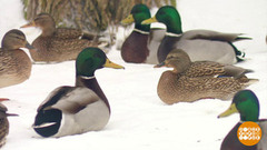 Операция «Серая Шейка». Доброе утро. Фрагмент