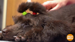 Пудель, будешь как дракончик! Доброе утро. Фрагмент